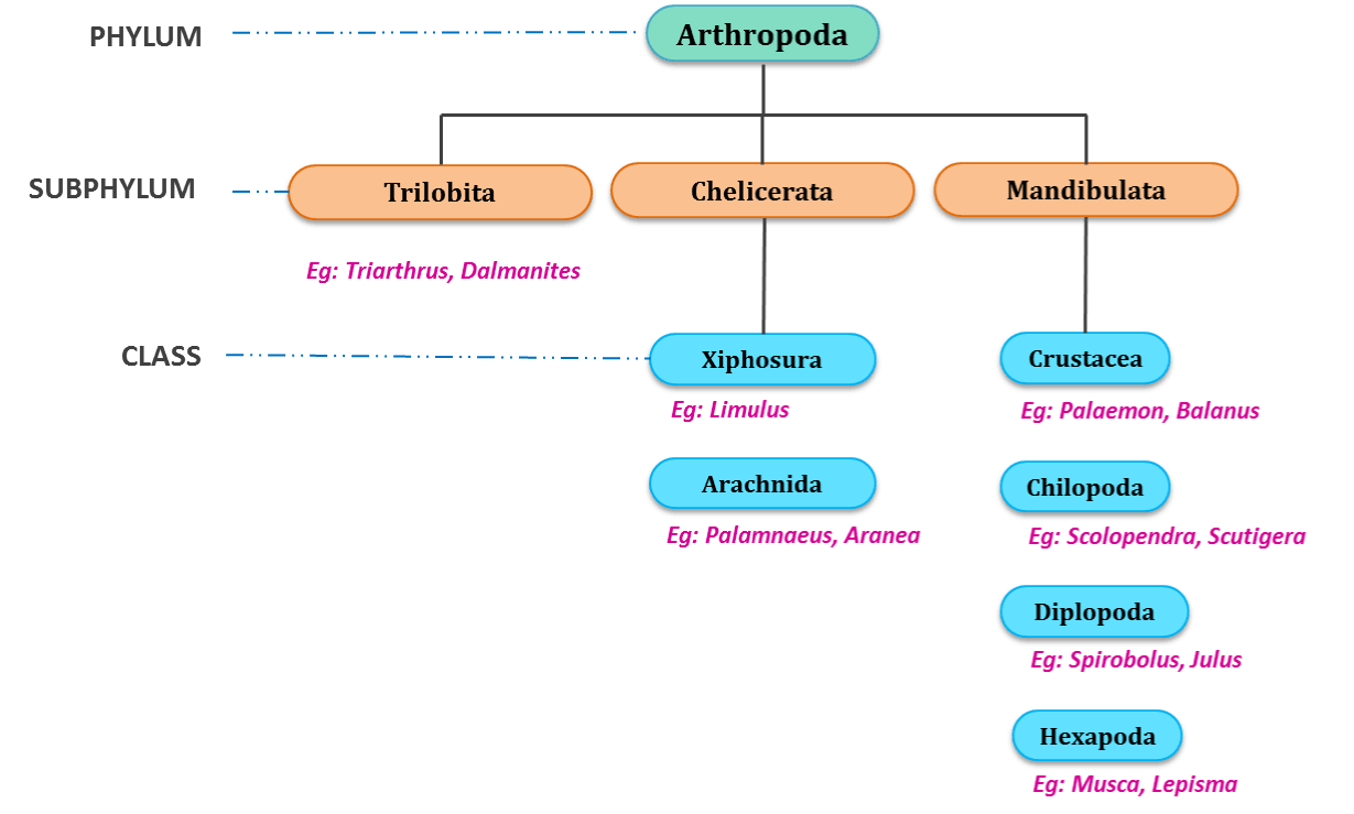 Phylym Arthropoda, Arthropoda general characters, Arthropoda classification, statocysts, trilobita, chelicerata, mandibularia, arthropodization, tagmosis, Tagmata